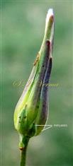  Involucre